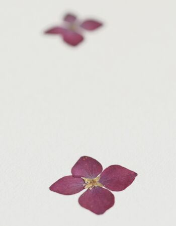 Herbier Hortensia (fleurs) • format A4 • à encadrer 2