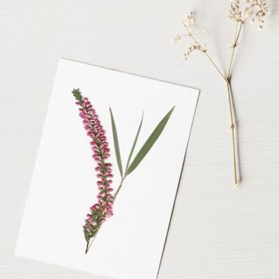 Herbier Bouquet bruyère (plantes variées) • format A6 • à encadrer