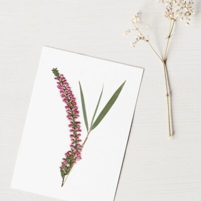Herbario Bouquet brezo (varias plantas) • formato A6 • para enmarcar