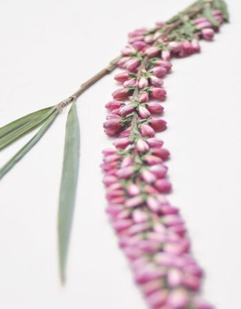 Herbier Bouquet bruyère (plantes variées) • format A6 • à encadrer 2