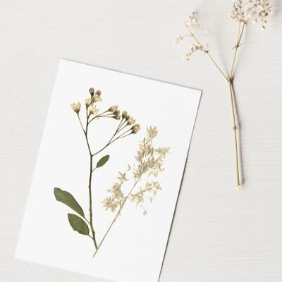 Herbier Bouquet hiver (plantes variées) • format A6 • à encadrer