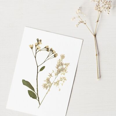Winter bouquet herbarium (various plants) • A6 format • to be framed