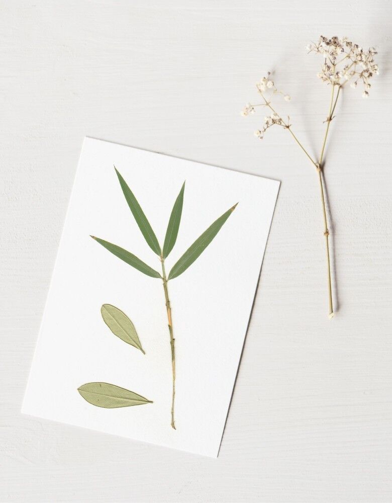 Herbarium Bouquet Olivier (verschiedene Pflanzen) • Format A6 • zum Einrahmen