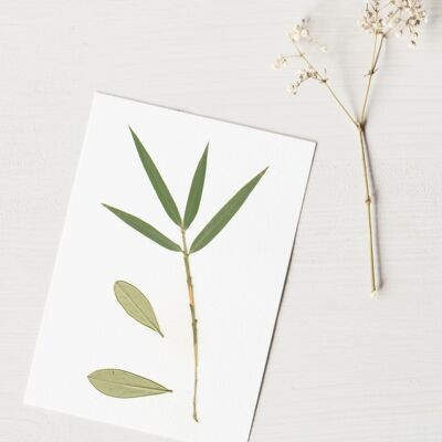 Herbier Bouquet olivier (plantes variées) • format A6 • à encadrer