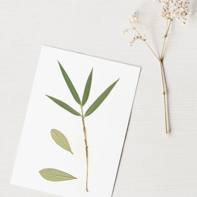 Herbario Bouquet olivier (varias plantas) • formato A6 • para enmarcar
