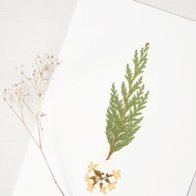 Herbier Bouquet conifère (plantes variées) • format A4 • à encadrer