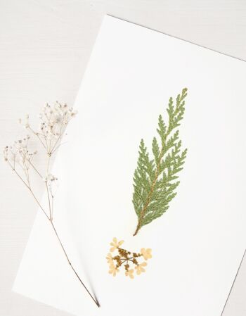 Herbier Bouquet conifère (plantes variées) • format A4 • à encadrer 1