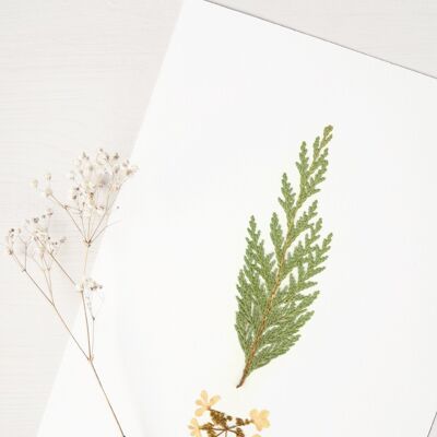 Herbario Bouquet coníferas (varias plantas) • formato A4 • para enmarcar
