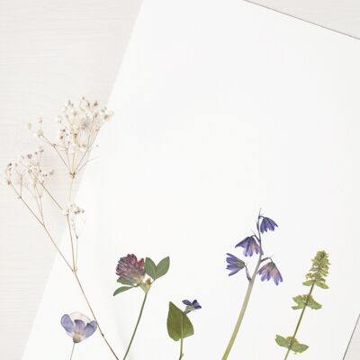 Herbarium Bouquet wild meadow (various plants) • A4 format • to be framed