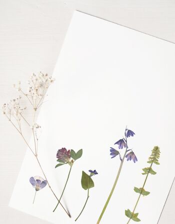 Herbier Bouquet prairie sauvage (plantes variées) • format A4 • à encadrer 1