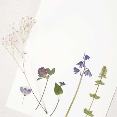 Herbario de ramo de pradera silvestre (varias plantas) • formato A4 • para enmarcar