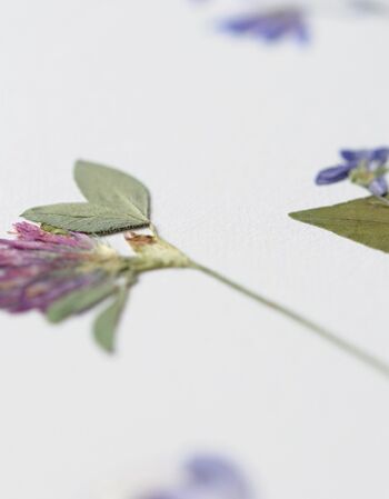 Herbier Bouquet prairie sauvage (plantes variées) • format A4 • à encadrer 2