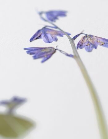 Herbier Bouquet prairie sauvage (plantes variées) • format A4 • à encadrer 3
