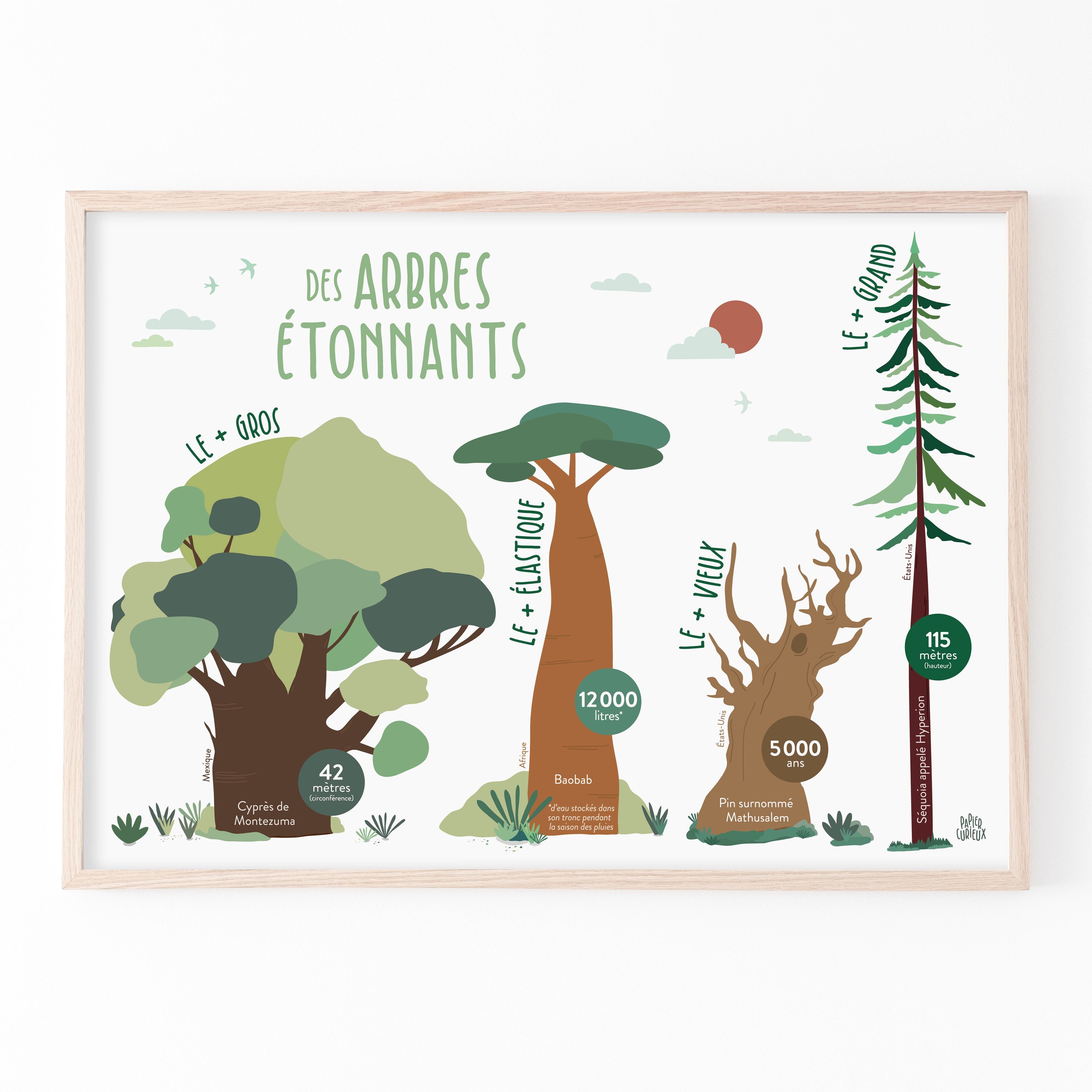 Affiche éducative Arbres étonnants