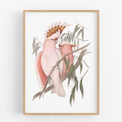 Poster Pink Cockatoos A3