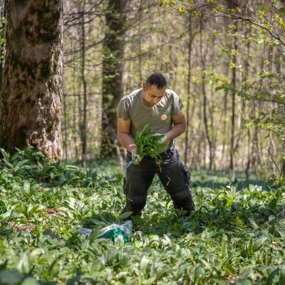 Pesto d'algues à l'ail des ours