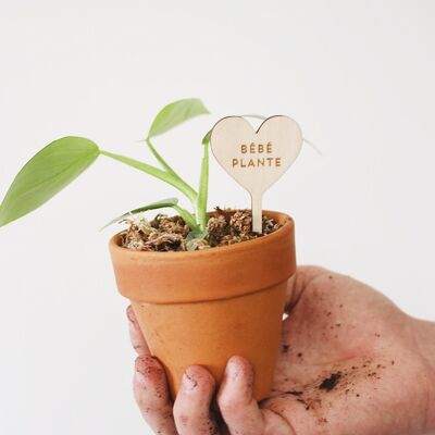 Marque-plåntes Bébé plante - Bois