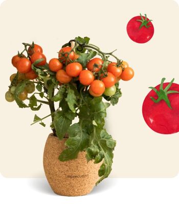 Tomate Cerise bio en Pot 1