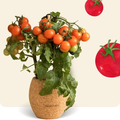 Pomodorino Ciliegino Biologico in Vaso