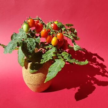 Tomate Cerise bio en Pot 2