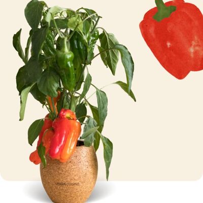 Organic Mini Peppers in Pot