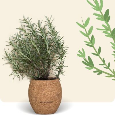 Organic Potted Rosemary