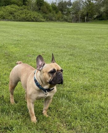 Laisse pour chien imprimé léopard turquoise 'Wild Willow', SKU166 2