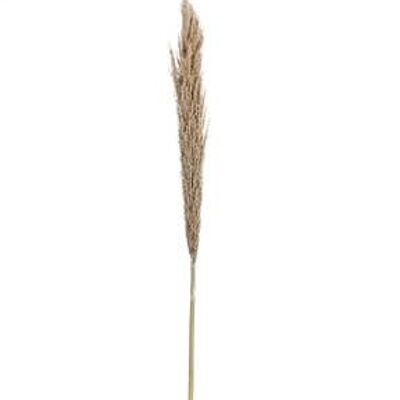 Dried Pampas 150cm