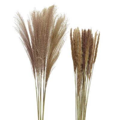 Pampas Feather Plume of Pennisetum on Stem