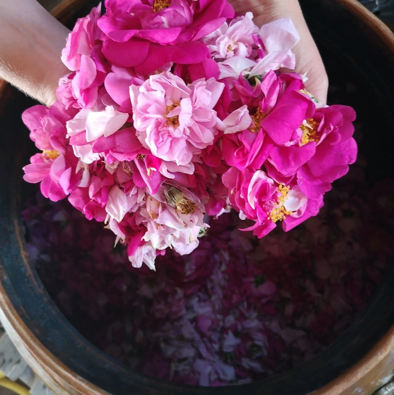 Eau Florale de Rose Bio - Origine Normandie