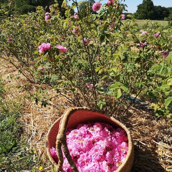 Eau Florale de Rose Bio - Origine Normandie-200 ml 2