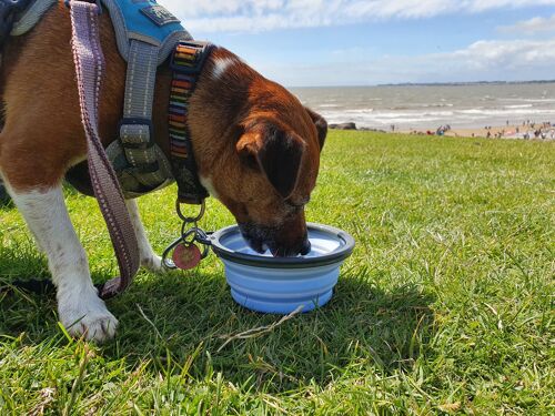 Henry Wag Travel Bowls , Two Sizes Available