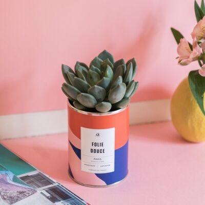 SWEET MADNESS - Succulent plant