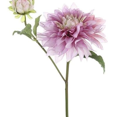 Deco Dahlia/2"Sabina" VE 62436