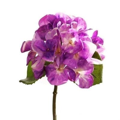 Decorative hydrangea "Camilla" purple VE 122459