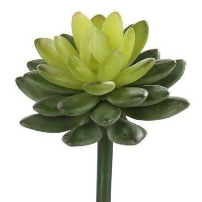 Decorative succulent green VE 242508