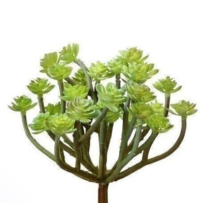 Déco Echeveria vert VE 122509