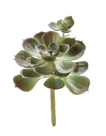 Déco Echeveria vert-violet VE 242578 2