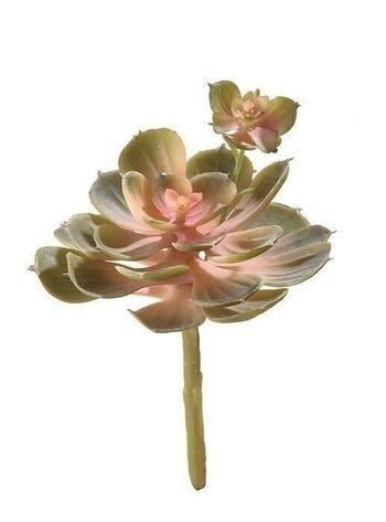 Déco Echeveria vert-rose VE 242579 1