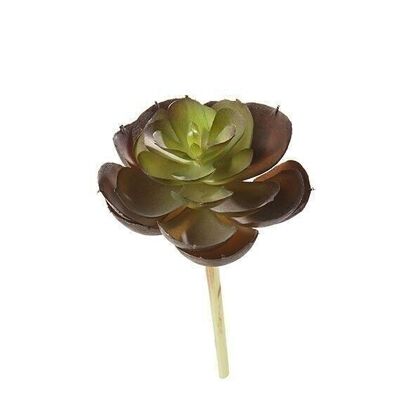 Deco Echeveria green-brown VE 202590