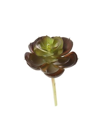 Déco Echeveria vert-brun VE 202590 2