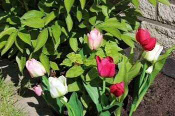 Tulipe déco "Smally" rose VE 122617 3