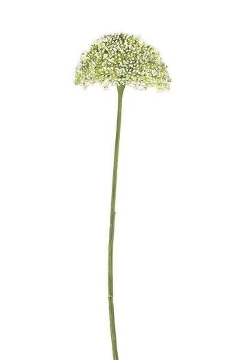 Déco Allium vert crème VE 122653 2