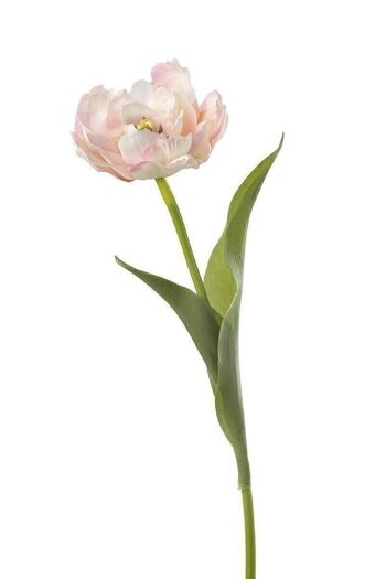 Tulipe déco "Franco" rose VE 122670 1
