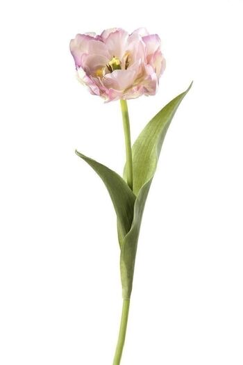 Tulipe déco "Franco" rose lilas. PU 122671 1