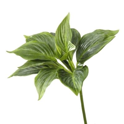 Decoro cespuglio/foglie "Hosta" verde VE 122699