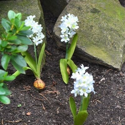 Deco hyacinth/onion white VE 122716