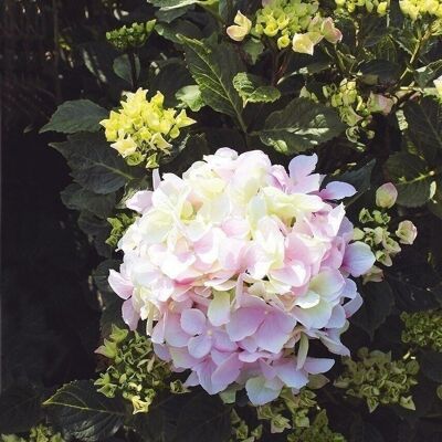 Hortensia decorativa rosa-verde claro VE 62802