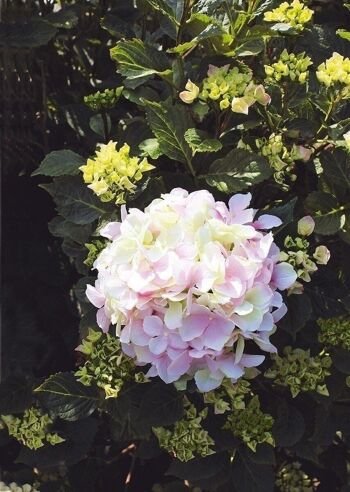 Hortensia déco rose-vert clair VE 62802 1
