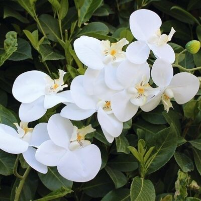 Orchidée décorative "Sophia" blanc VE 62808
